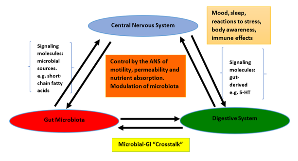 Central nervous system, gut microbiota and digestive system